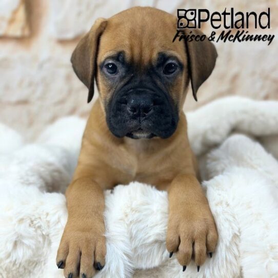 [#25756-04] Fawn F Bullmastiff Puppies for Sale