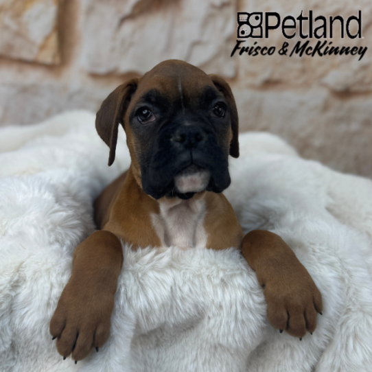 [#25673-03] Fawn F Boxer Puppies for Sale
