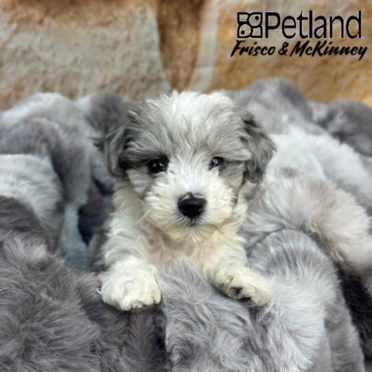 [#25163-07] White / Blue Merle F Bichapoo Puppies for Sale