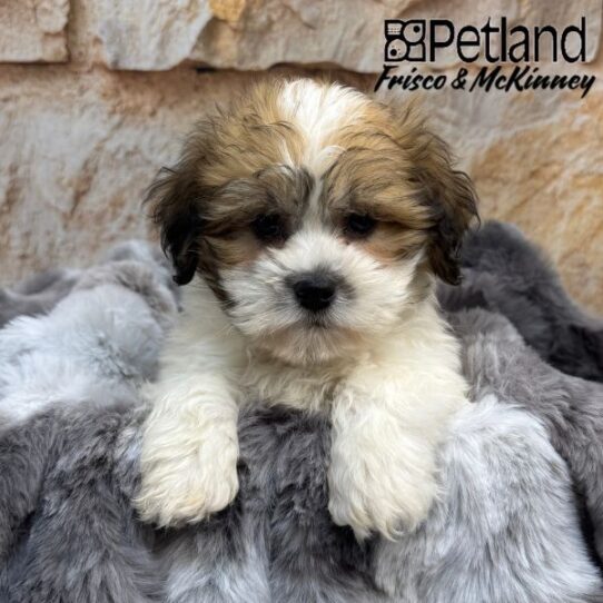 [#2523-01] Gold Sable M Teddy Bear Puppies for Sale