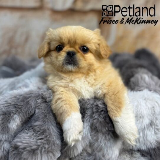 [#2522-02] Cream M Pekingese Puppies for Sale