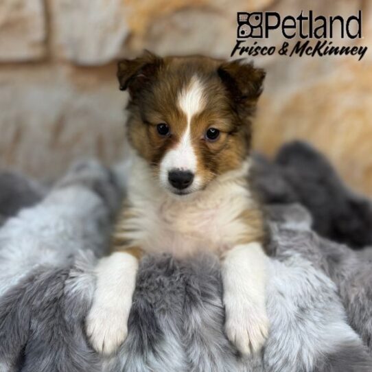 [#25739-04] Red / White F Shetland Sheepdog Puppies for Sale