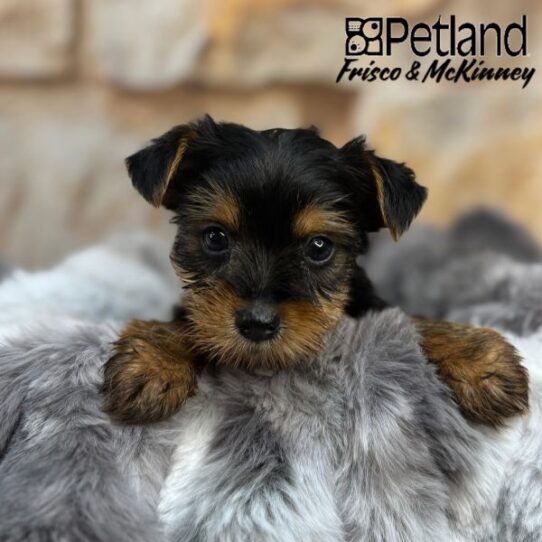 [#25730-03] Black / Tan M Yorkshire Terrier Puppies for Sale