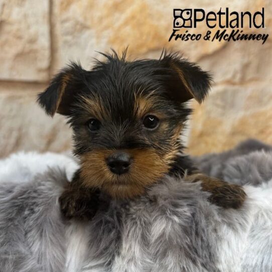 [#25730-02] Black / Tan M Yorkshire Terrier Puppies for Sale