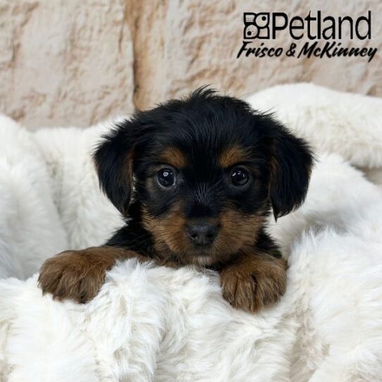 [#25750-05] Black / Tan F Yorkshire Terrier Puppies for Sale