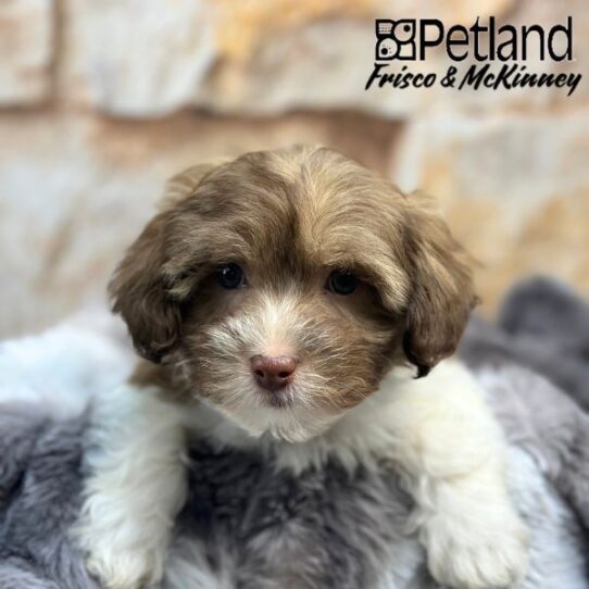 [#2525-02] Chocolate / White M Havanese Puppies for Sale