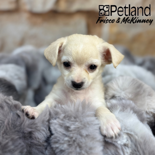 [#25169-02] Cream F Chihuahua Puppies for Sale