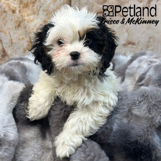 [#M01014] Black and White M Cavachon Puppies for Sale