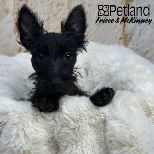 [#M03290] Black M Scottish Terrier Puppies for Sale