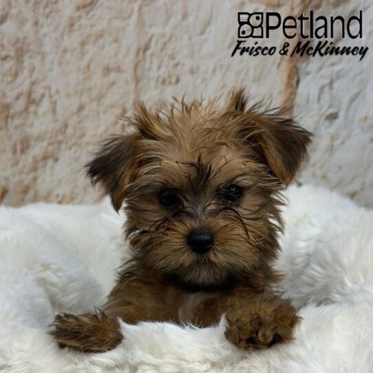 [#M03010] Gold F Yorkshire Terrier Puppies for Sale
