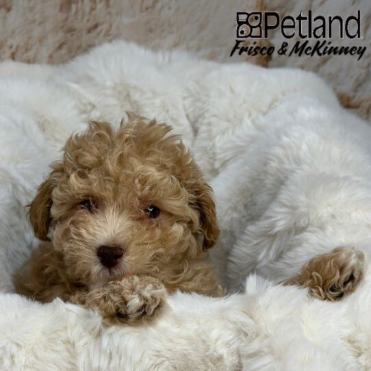 [#M01088] Apricot F Bichon Poo Puppies for Sale