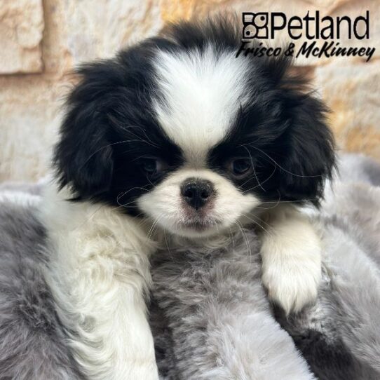 [#25690-01] Black / White M Japanese Chin Puppies for Sale