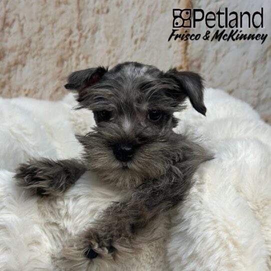 [#M01094] Merle M Miniature Schnauzer Puppies for Sale