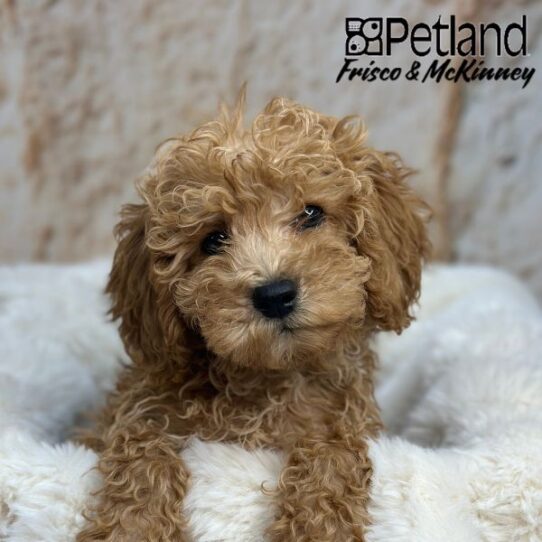 [#2510-05] Red M Labradoodle Mini 2nd Gen Puppies for Sale