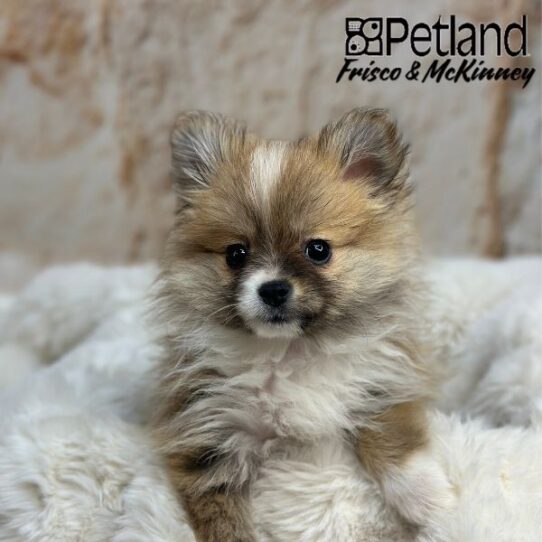 [#M01171] Orange Sable F Pomeranian Puppies for Sale