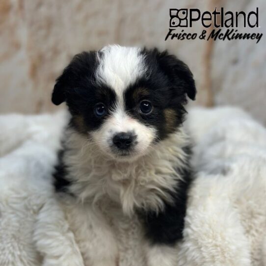 [#M01470] Black White and Brown M Miniature Australian Shepherd Puppies for Sale