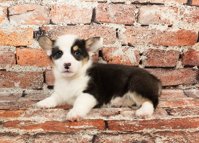 [#M00870] Black and Tan M Pembroke Welsh Corgi Puppies for Sale