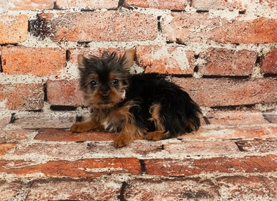 [#M00901] Black and Tan F Yorkshire Terrier Puppies for Sale