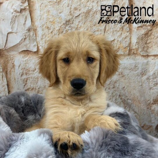 [#25212-02] Golden M Golden Retriever Puppies for Sale