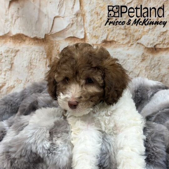 [#25214-01] Chocolate / White M Poodle Puppies for Sale