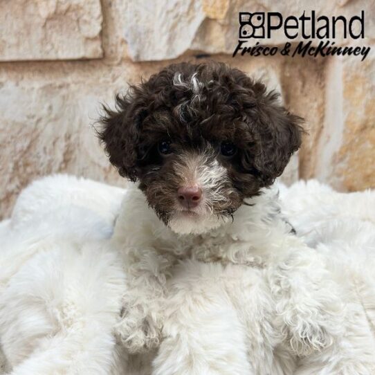 [#25214-04] Chocolate / White F Poodle Puppies for Sale