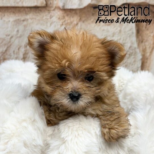 [#25211-03] M Morkie Puppies for Sale