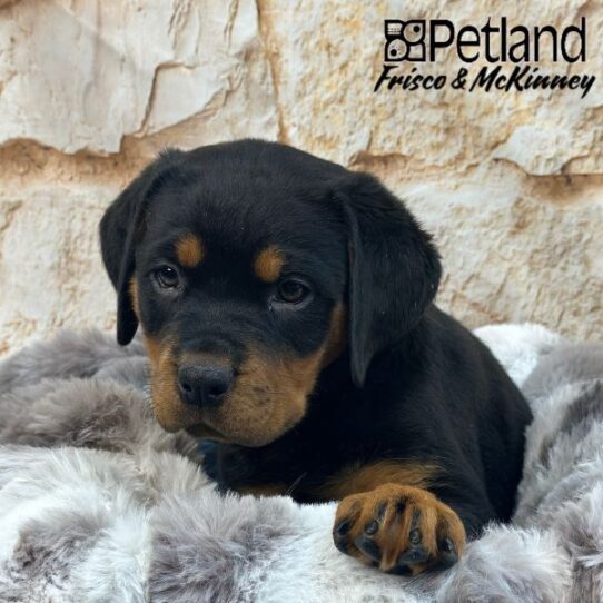 [#25226-01] Black / Mahogany F Rottweiler Puppies for Sale
