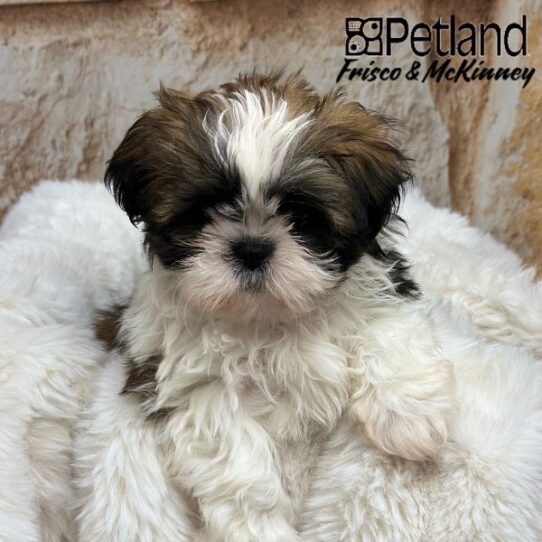 [#2550-04] Gold / White F Shih Tzu Puppies for Sale