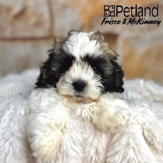 [#2549-02] Gold / White M LACHON Puppies for Sale