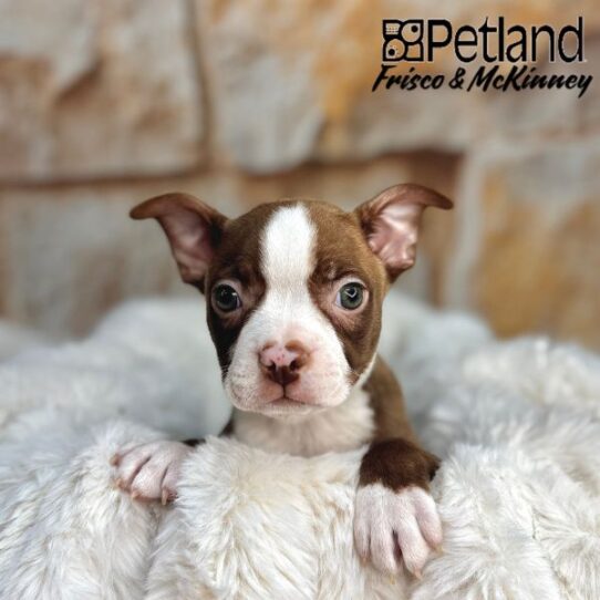 [#M02307] Seal and White M Boston Terrier Puppies for Sale