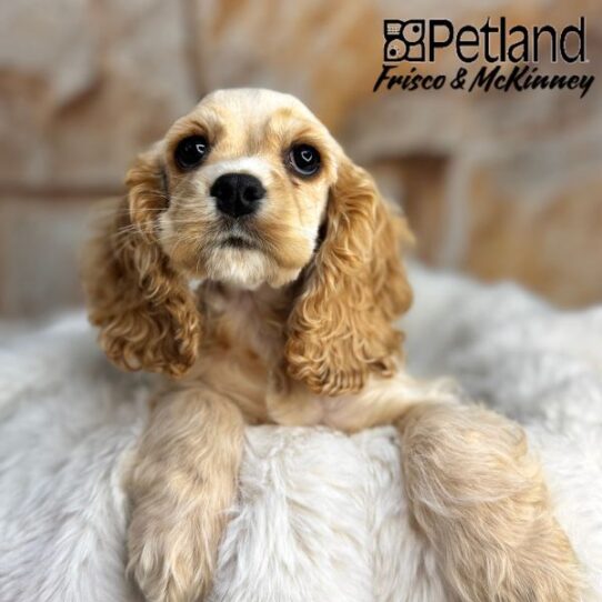[#M02090] Buff F Cocker Spaniel Puppies for Sale