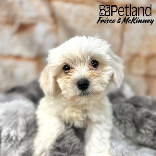[#M02047] White F Coton De Tulear Puppies for Sale