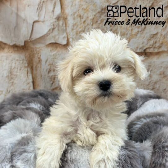 [#M02046] White F Coton De Tulear Puppies for Sale