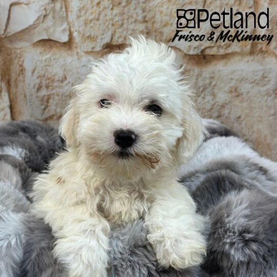 [#M02049] White M Coton De Tulear Puppies for Sale