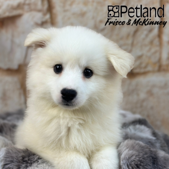 [#M01927] White M American Eskimo Puppies for Sale