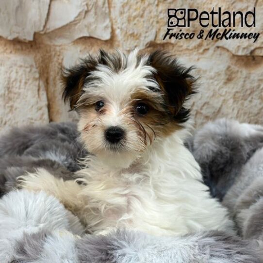 [#M02550] Gold and White M Chorkie Puppies for Sale