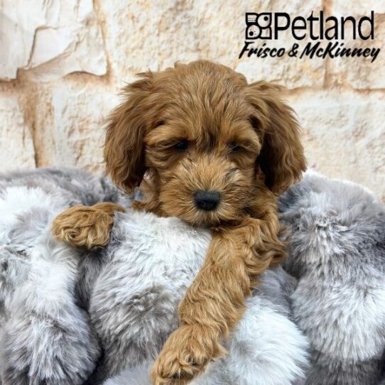 [#2516-02] Red M Cock A Poo 2nd Gen Puppies for Sale