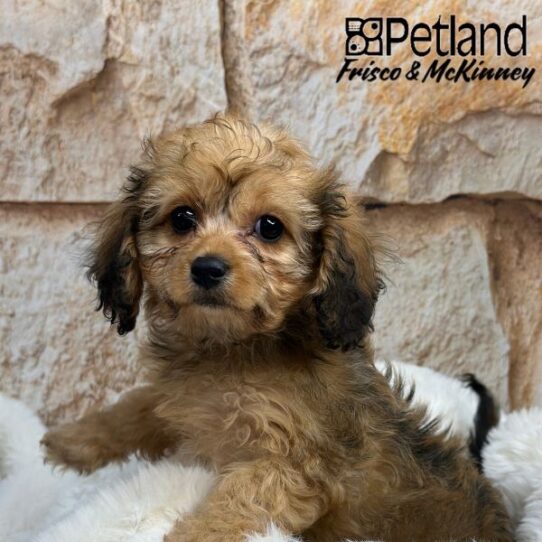 [#2532-08] Brown F Cavachon Puppies for Sale