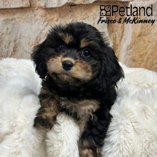 [#2532-06] Black / Tan F Cavachon Puppies for Sale