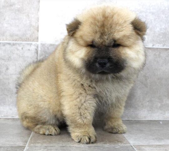 [#2597-02] Cinnamon M Chow Chow Puppies for Sale