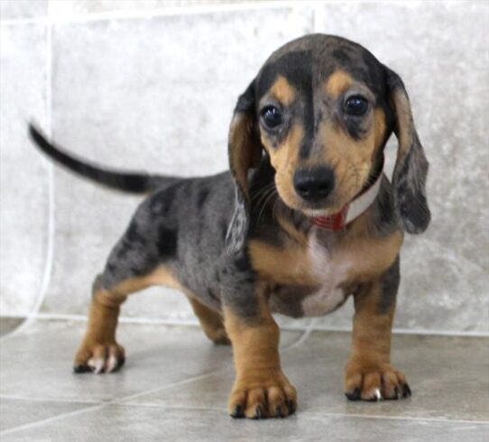[#2589-02] Black / Tan M Dachshund Puppies for Sale