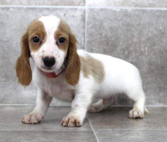 [#2589-03] Red M Dachshund Puppies for Sale
