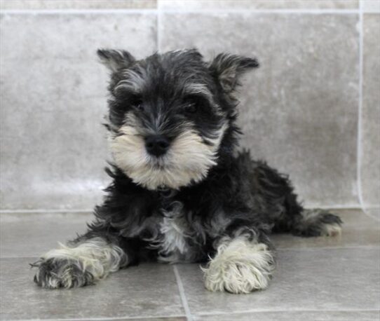 [#2585-02] Salt / Pepper M Miniature Schnauzer Puppies for Sale