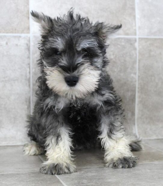 [#2585-04] Salt / Pepper M Miniature Schnauzer Puppies for Sale