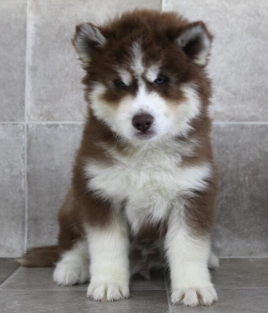 [#2587-01] Red / White M Siberian Husky Puppies for Sale