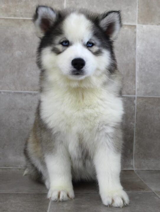 [#2587-03] Black / White F Siberian Husky Puppies for Sale