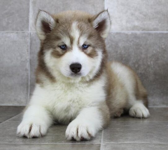 [#2587-04] Red / White F Siberian Husky Puppies for Sale