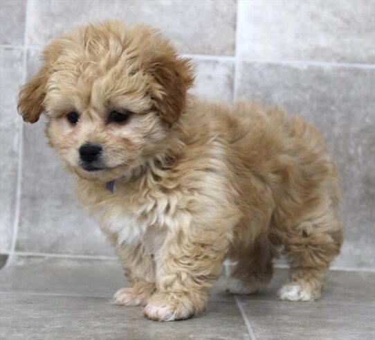 [#2594-02] Apricot M PekeAPoo Puppies for Sale