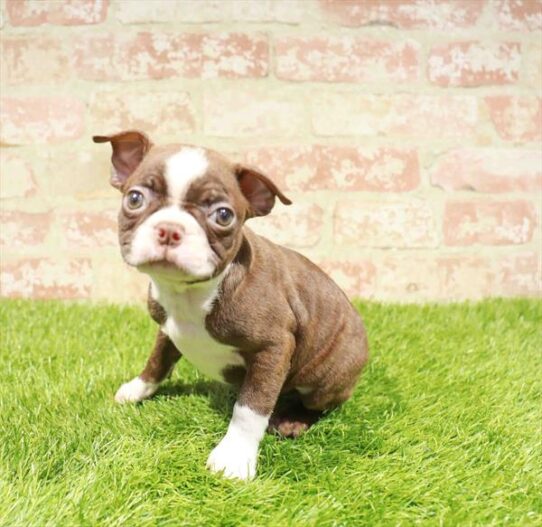 [#251029-03] Seal / White M Boston Terrier Puppies for Sale