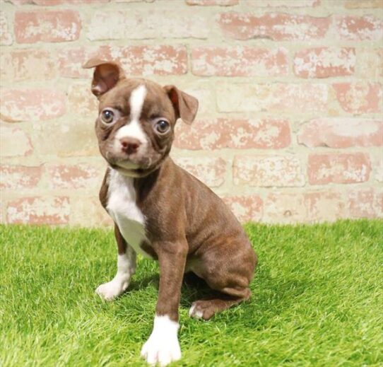 [#251029-04] Seal / White F Boston Terrier Puppies for Sale